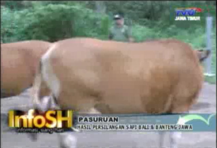 Hasil Persilangan Sapi Bali dengan Banteng Jawa