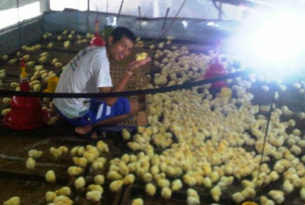 JADI PETERNAK MUSIMAN KARENA MELIHAT PERMINTAAN TINGGI