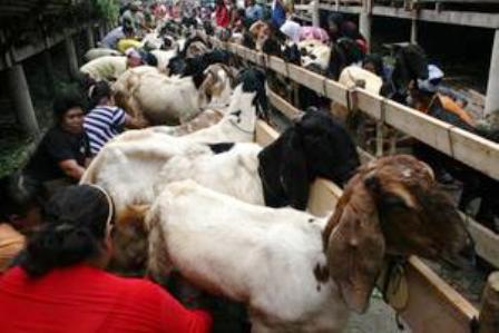 PASCA PANEN SUSU KAMBING
