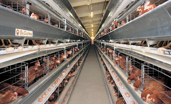 Kandang Closed House untuk Ayam Petelur