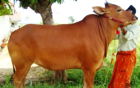 LESTARIKAN SUMBERDAYA GENETIK MELALUI UJI PERFORMAN SAPI MADURA
