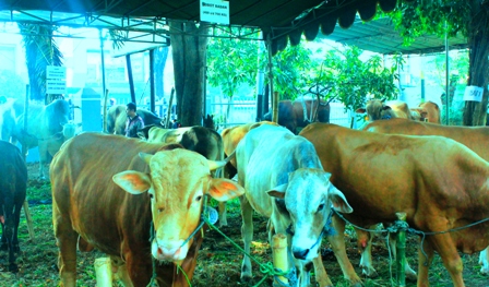 Ternak dan Daging Qurban yang ASUH