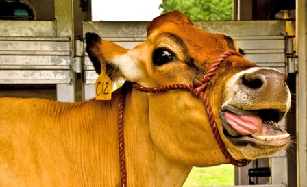 asuransi sapi smile