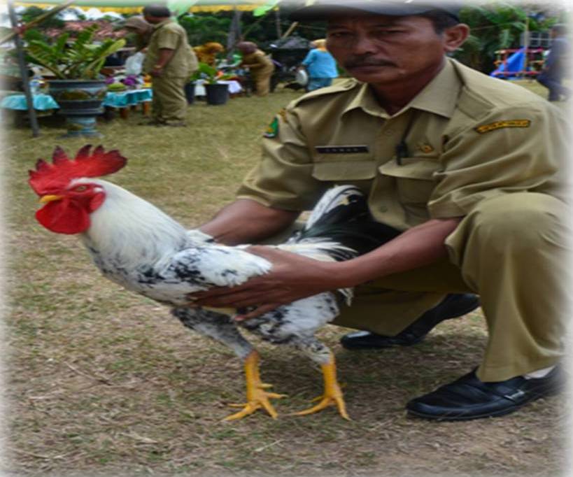emas putih ayam gaok