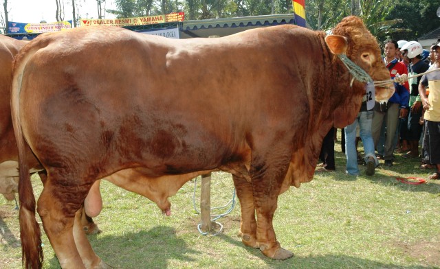 hasil kontes bojonegoro 2014