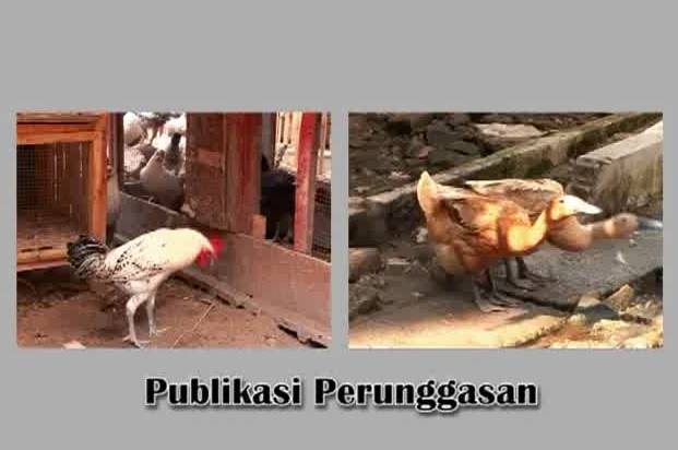 Publikasi Perunggasan