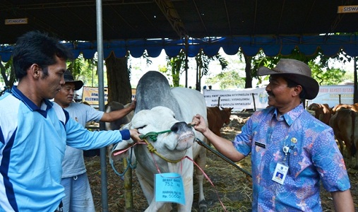 qurban 2014