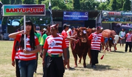 SITUBONDO PERKUAT KELOMPOK PETERNAK MELALUI KONTES TERNAK