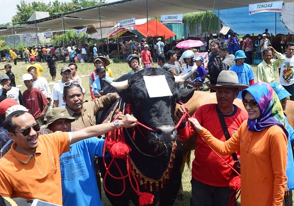 KONTES TERNAK KAB PROBOLINGGO 2016