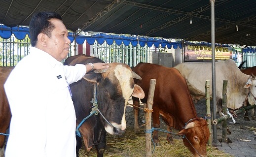 bazar qurban 2016