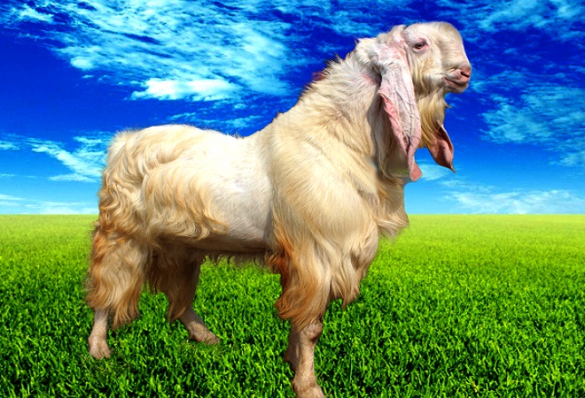 kambing senduro unggulan lumajang