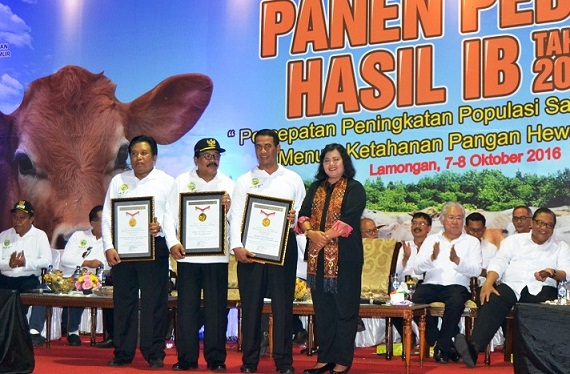 muri panen pedet 2016