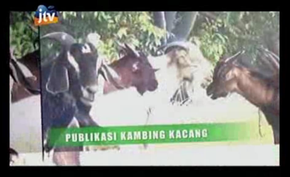 Publikasi Kambing Kacang