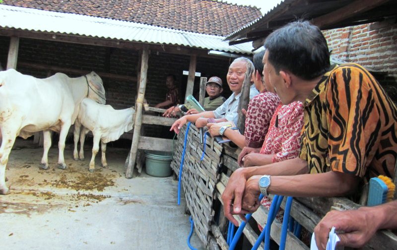 pendampingan fapet ub - pakan ternak