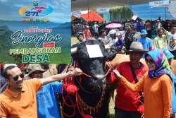 kontes ternak probolinggo 2017