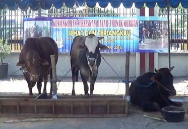 BAZAR TERNAK QURBAN