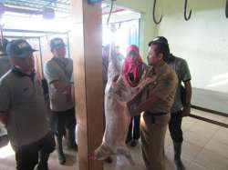 BIMTEK PENATALAKSANAAN PEMOTONGAN HEWAN QURBAN (PADA TAKMIR MASJID)  TAHUN 2018