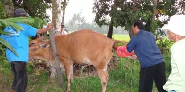 Sejarah Inseminasi Buatan