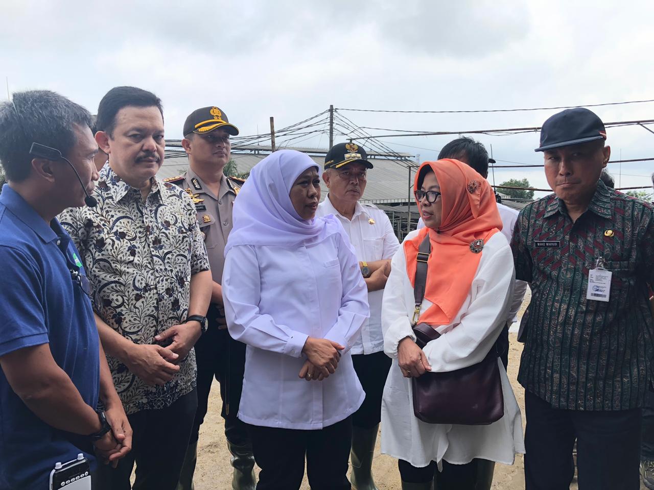 GUBERNUR JAWA TIMUR KHOFIFAH INDAR PARAWANSA BUTUH 30 RIBU EKOR SAPI GUNA SWASEMBADA SUSU