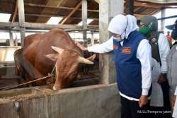 gubernur ke tanah merah
