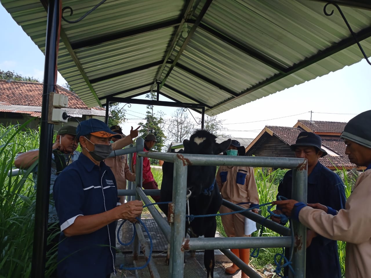 penimbangansapi2