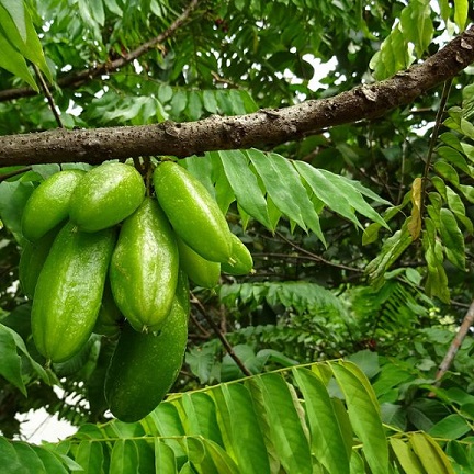 belimbing