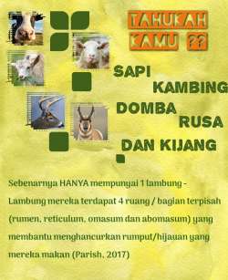 lambung sapi ruminansia1