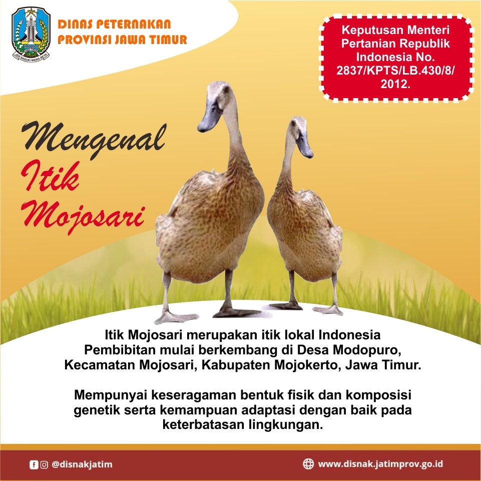 itik mojosari 1