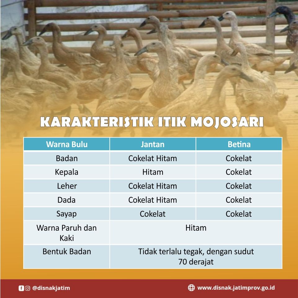 itik mojosari 3