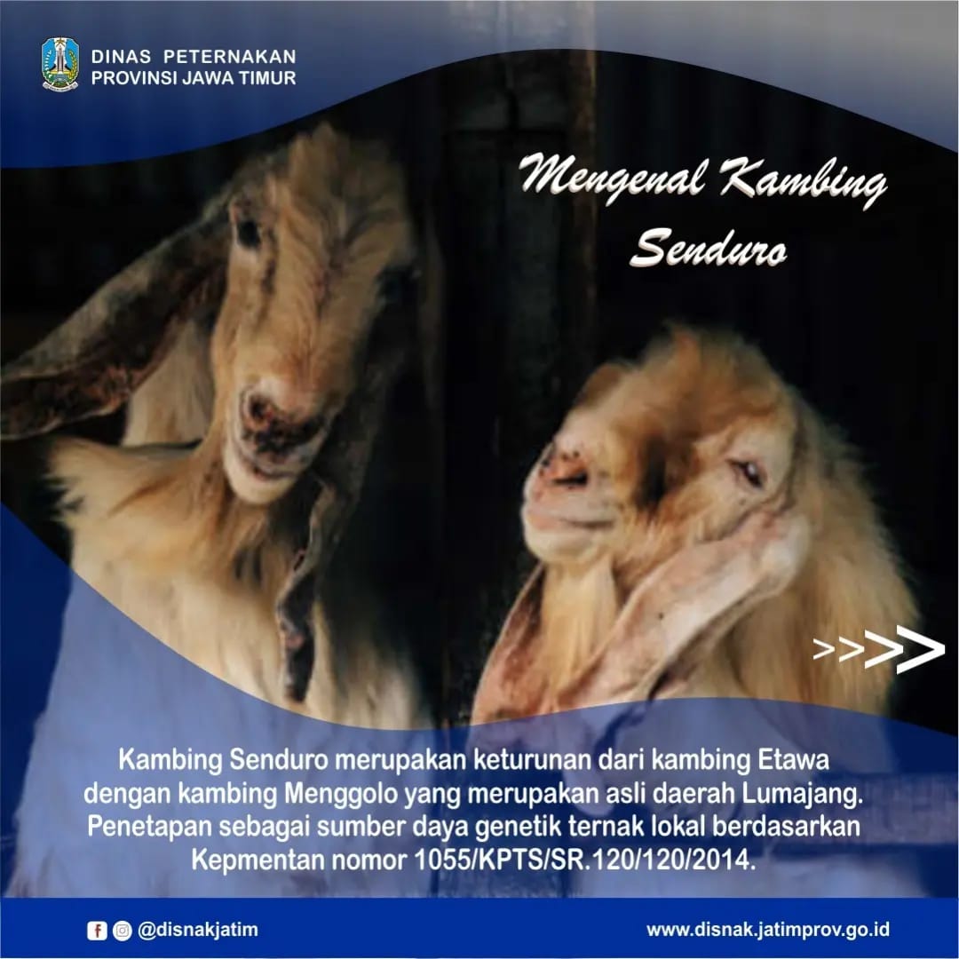 kambing senduro 1