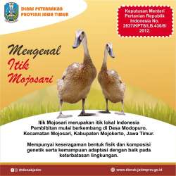 itik mojosari 1