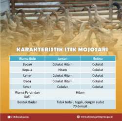 itik mojosari 3