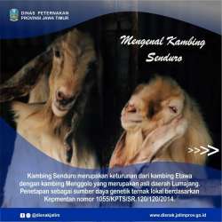 kambing senduro 1