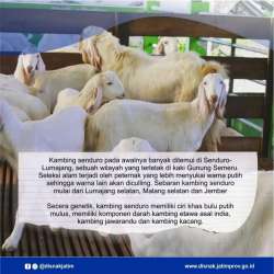 kambing senduro 2