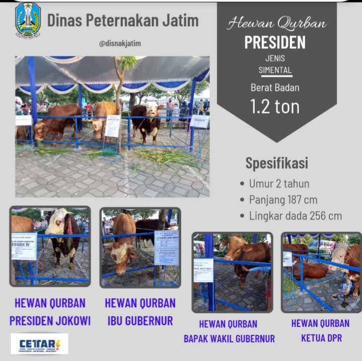 sapi kurban jokowi 2022