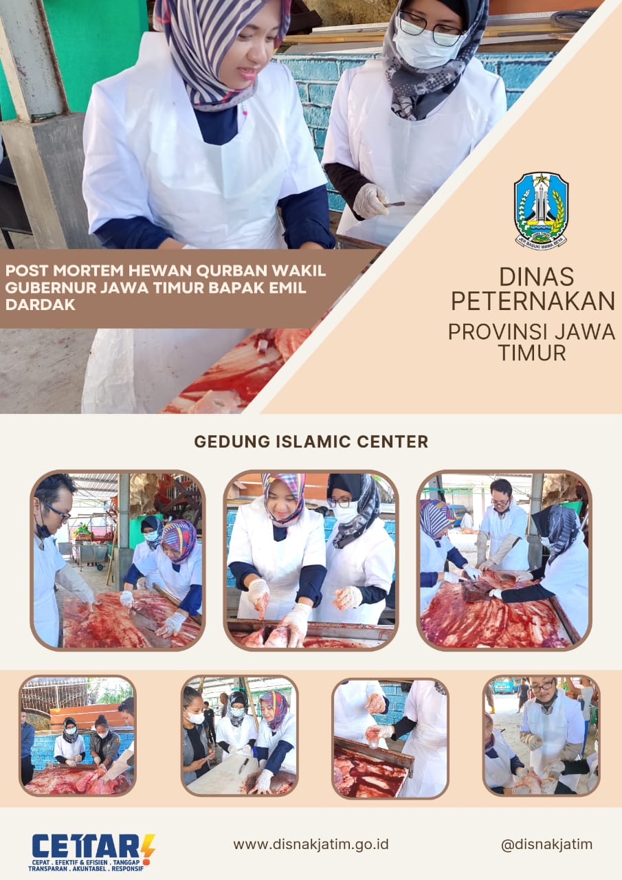 wagub sapi idul adha