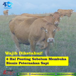 6 Hal Penting Ketika Membuka Peternakan Sapi