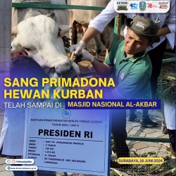 sapi kurban presiden 2024