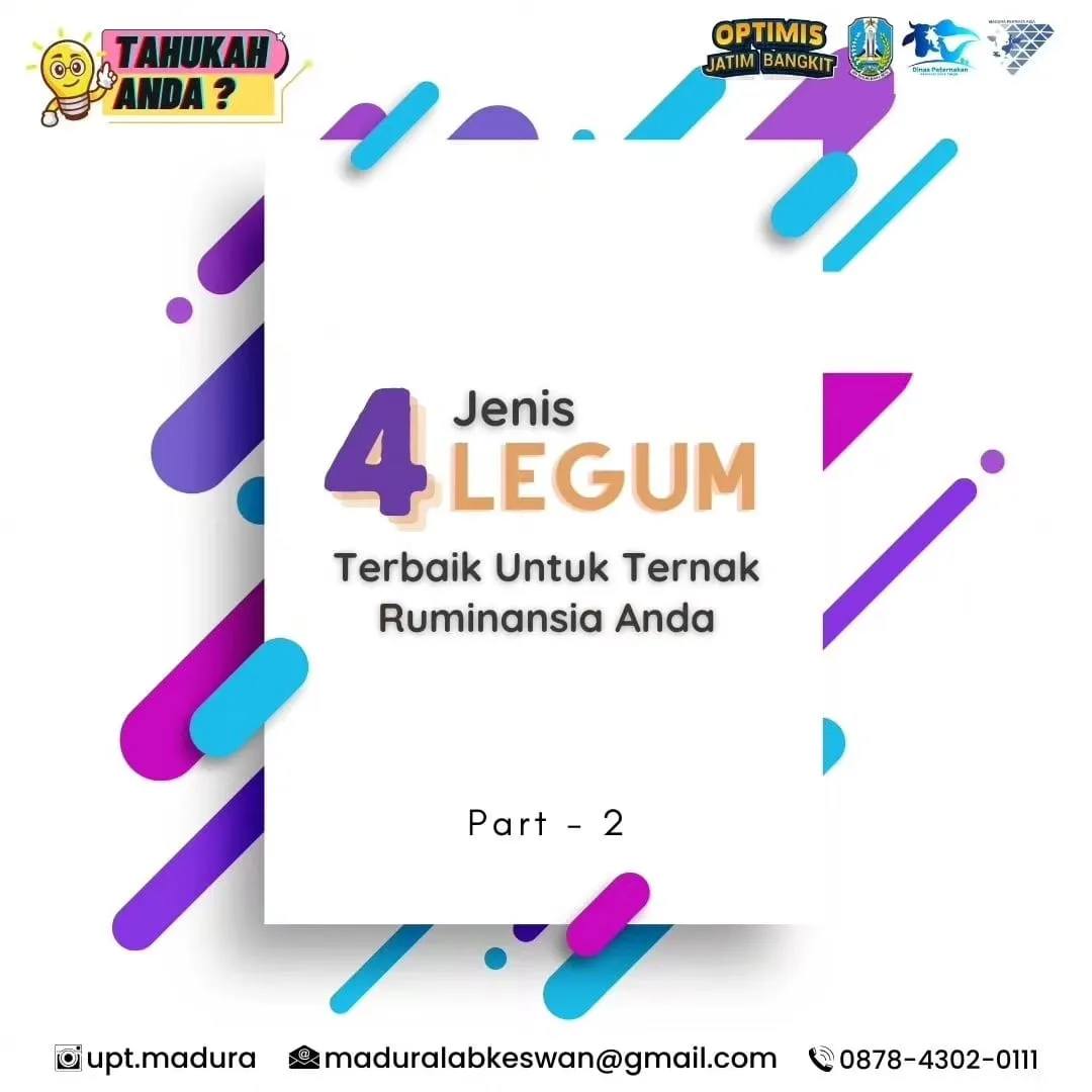 legum ruminansia