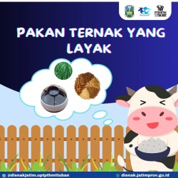 pakan ternak layak