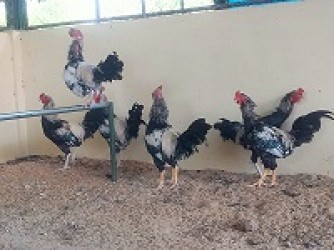 pembibitan ayam gaok
