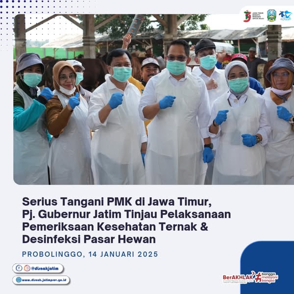 tinjau pmk probolinggo