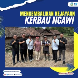 Kerbau ngawi